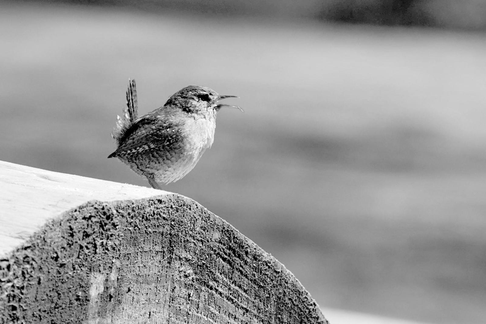 Earlybird – Morgentöne mit Silvia Planzer